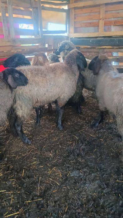 vând 5 miele și un berbec