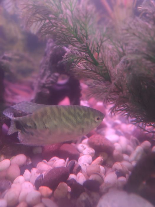 Рыбки аквариумные