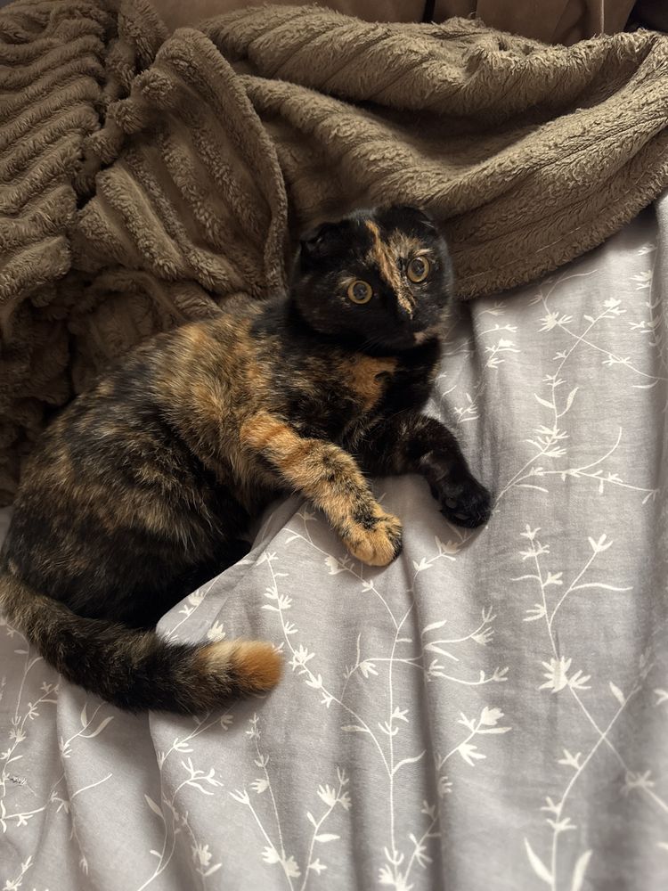 Кот,кошка,котенек