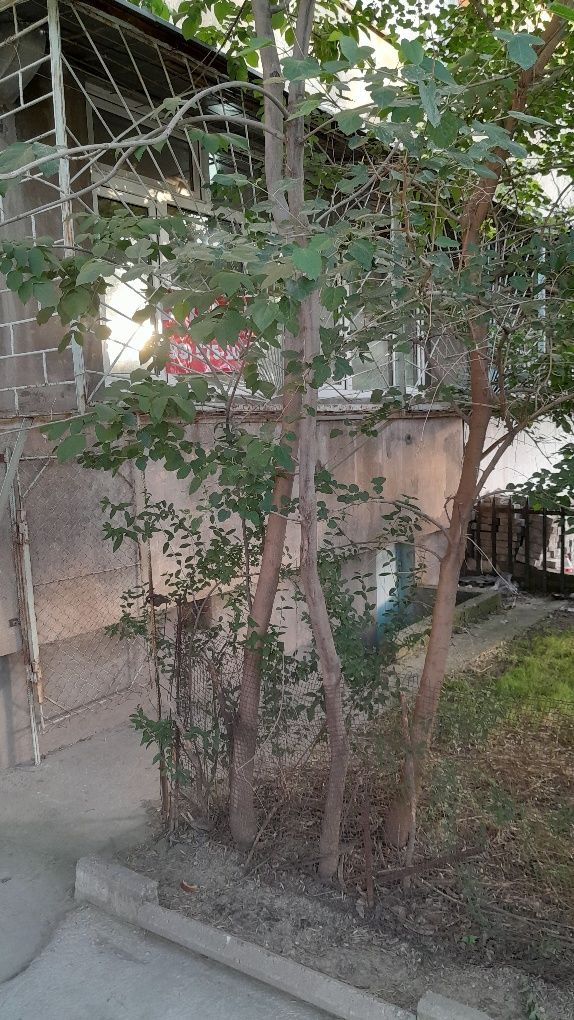 Рисовый 2 хонали 77 серия