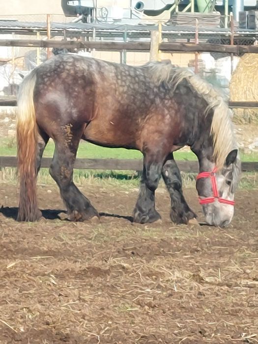 Armasar sur de 3 ani pentru monta.