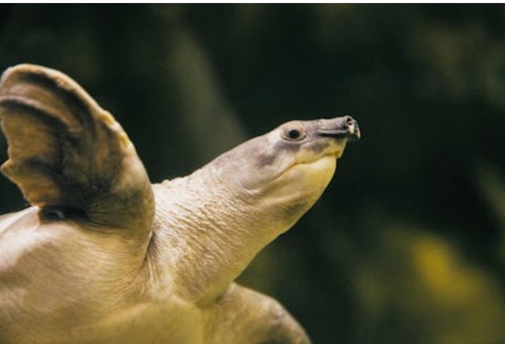 Продам или обмен Свинорылую черепаху.