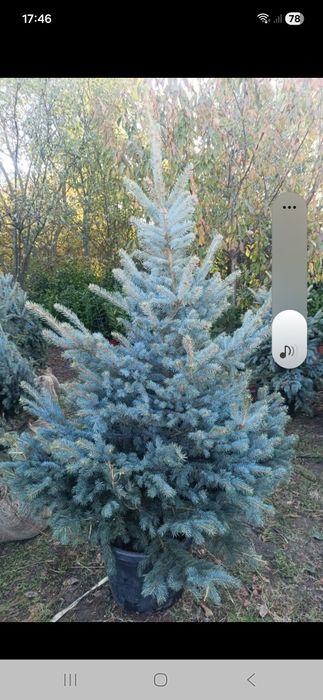 Vând plante ornametale