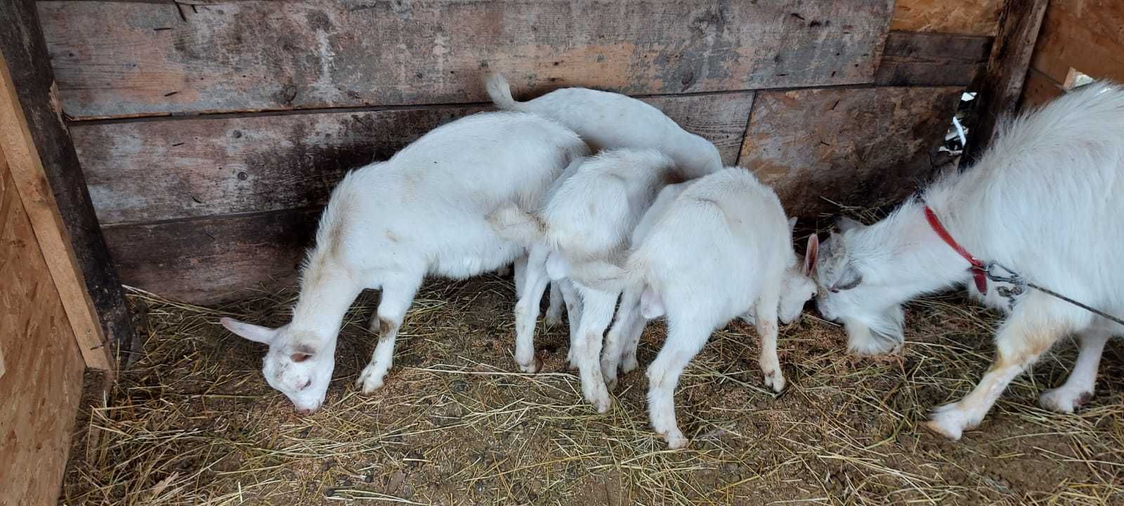 Tapisori sannen ciuți  genetic