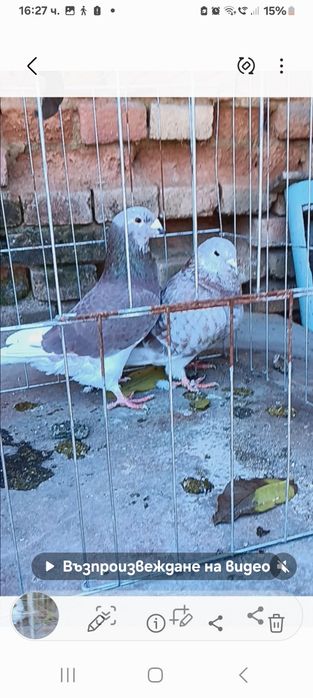 Свободни стандартни пощенци