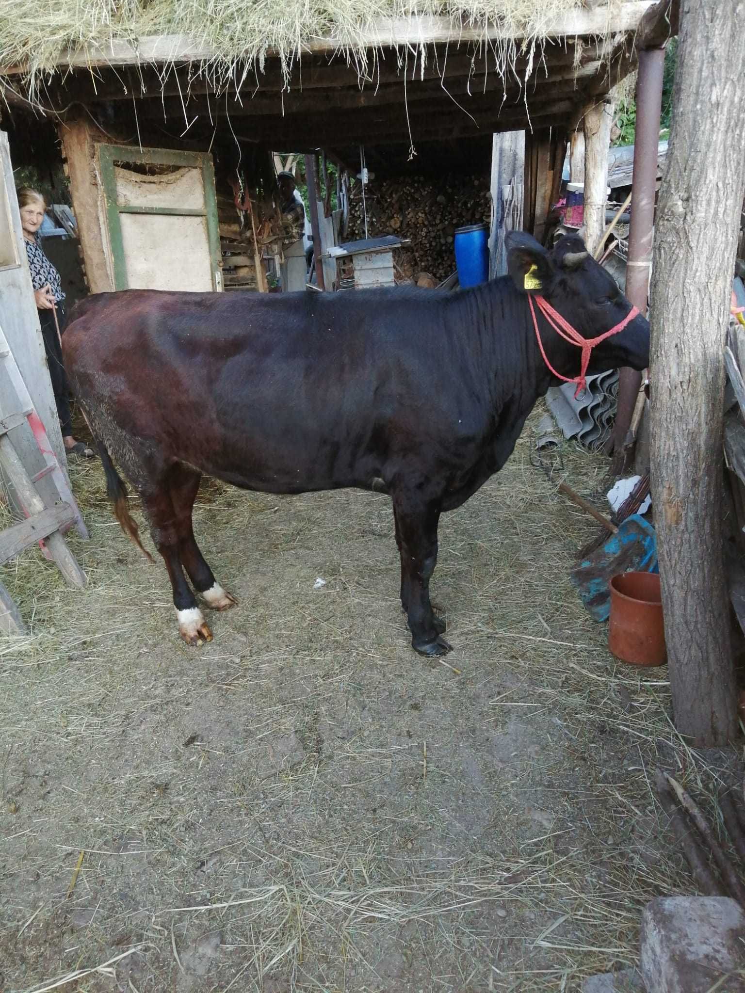 Junica de vânzare