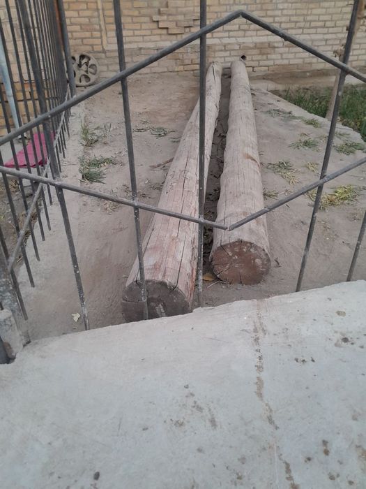 Oğoch bollor sotiladi urganchda