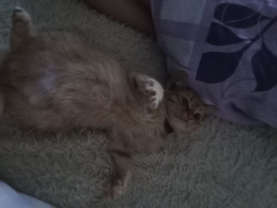 Отдам котенка в хорошие руки