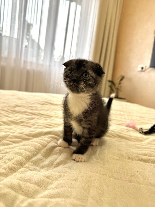 Шотландский котенок