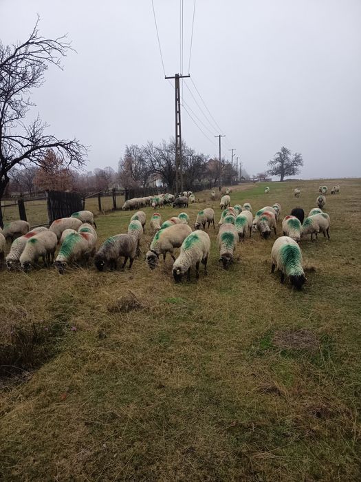 Oi breze și carabase