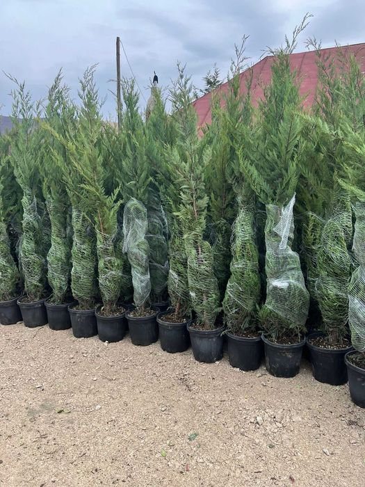 Plante Ornamentale oriunde in tara
