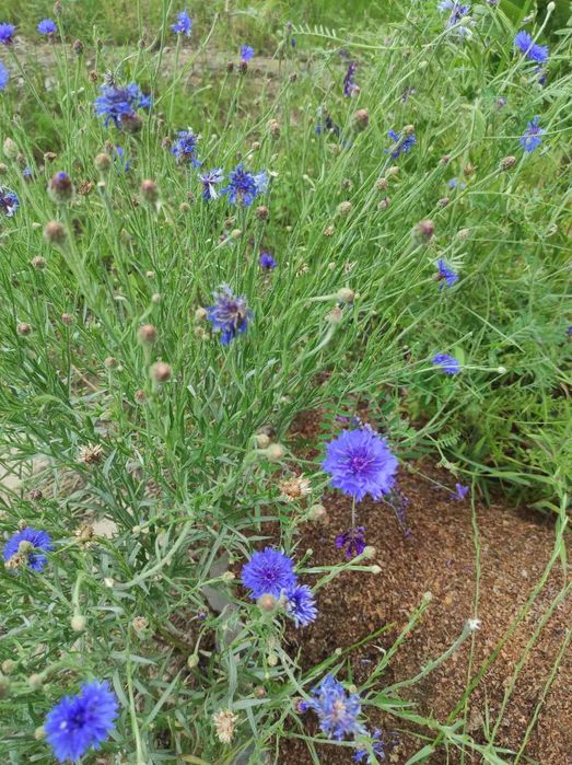 Синчец, корен валериана, стрък вратига,синя метличина,лавандулов цвят
