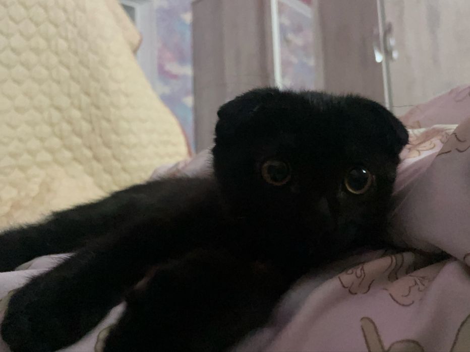 Продам кота веслоухого