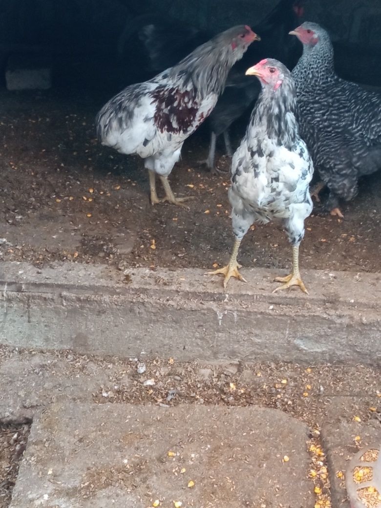 Cocoșei de araucana splesh vând sau schimb