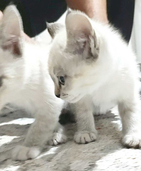 Котенок, котята, катята, котик, кошка ). Отдам котят в хорошие руки !