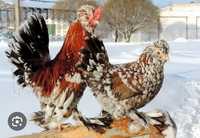 Продам цыплят Алтайский бентамки