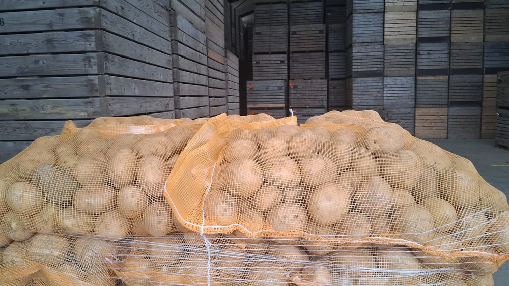 Cartof import Danemarca Polonia Germania