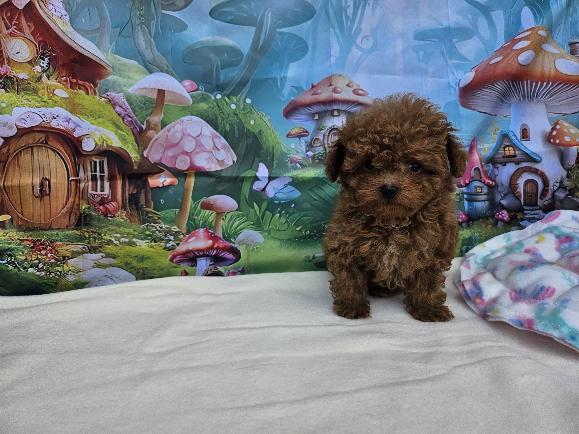 Резервирано !Пудел тийкъп момиче/Toy Poodle/Родословие