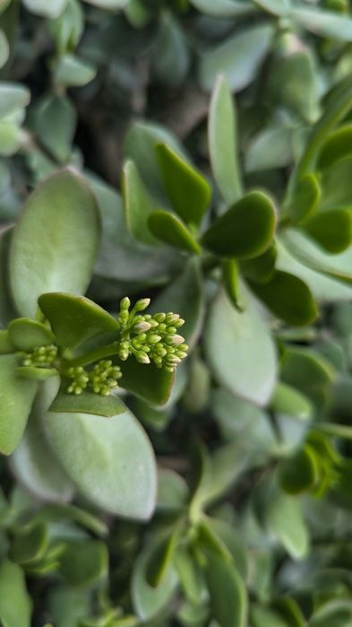 Dollar gul 20 yillik