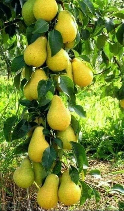 Pomi Fructiferi Columnari (PĂR )
