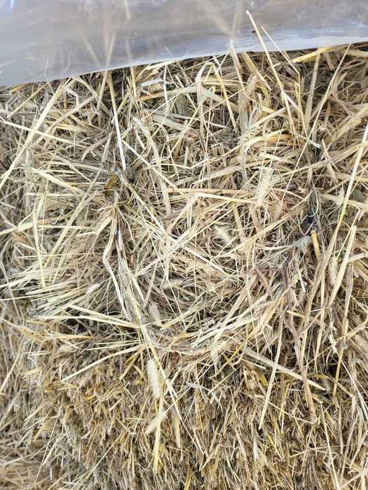 Vând baloti de iarbă, mazăre, orz