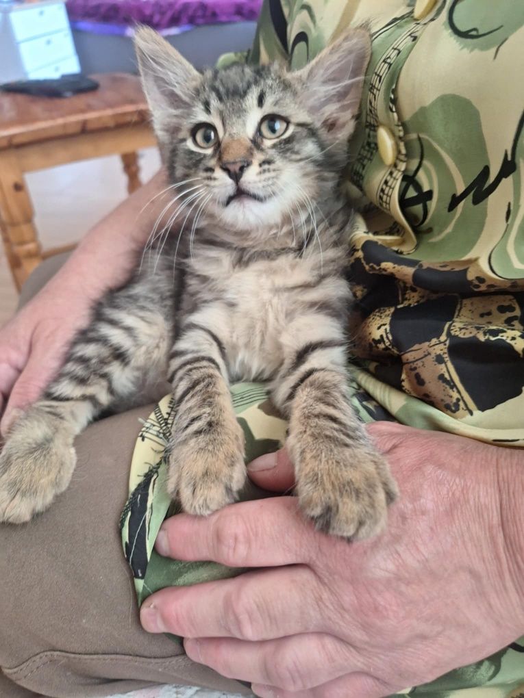 Подарявам котенце
