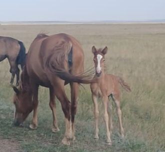 Две Кабылка 5 лет с жеребенком