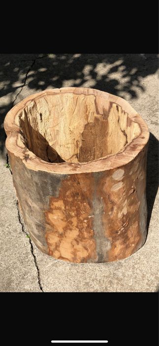 Buturugă din lemn de Fag ;Ghiveci mare Salbă argintie;;nuferi;glicină