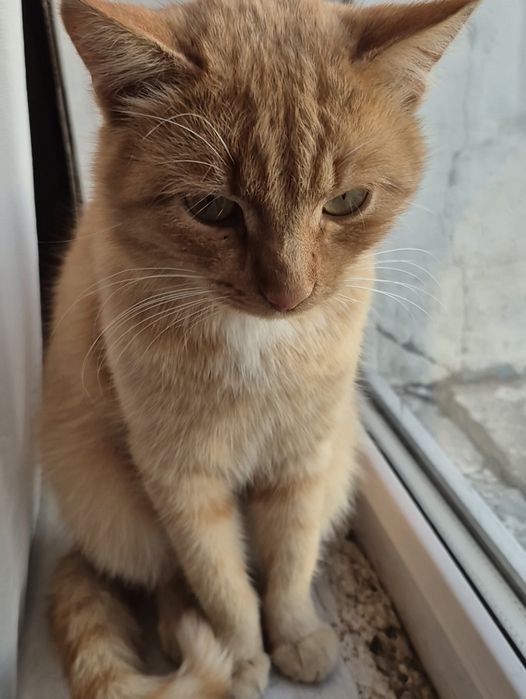 Пропал рыжий кот