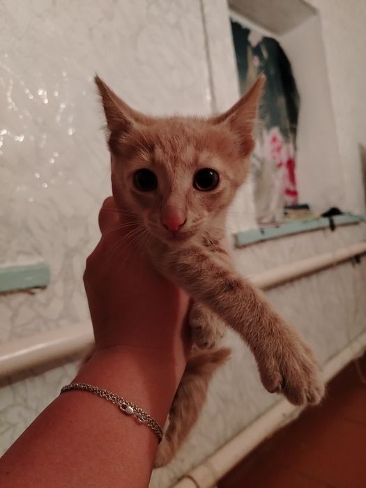 Котёнок мальчик в добрые руки
