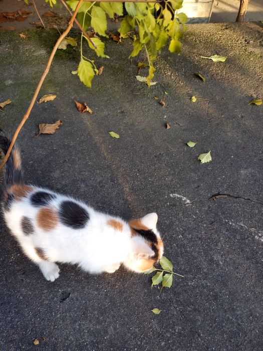 Donez pui de pisică, in varsta de 3 luni foarte jucaus!