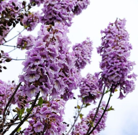 Paulownia Tomentosa