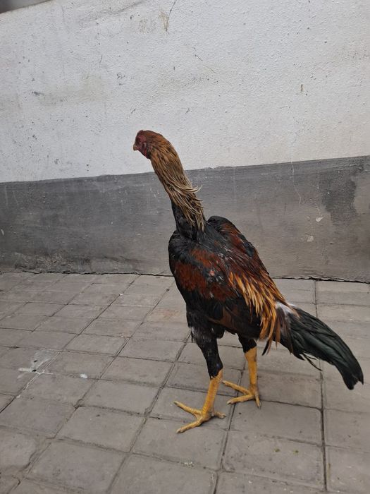 Dakan joja sotiladi soglom