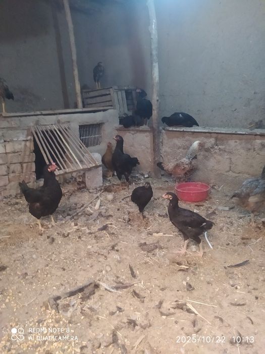 Dakan makiyon jaydari tovuqlar bor