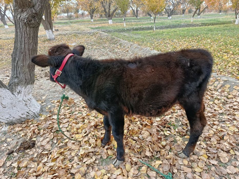 2 ta yosh sutga toʻygan sogʻlom buqachalar