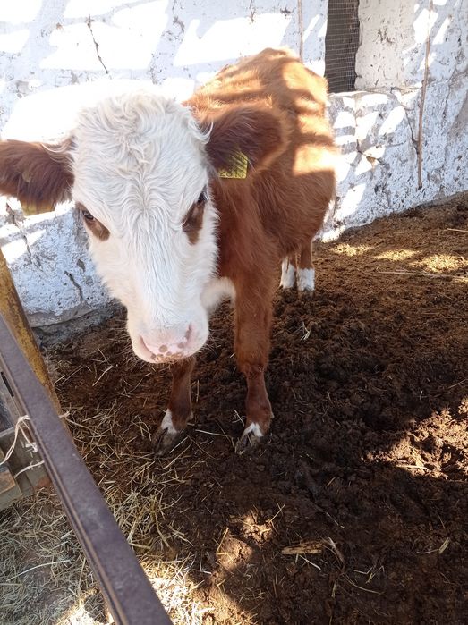 саглом бокишга тайор