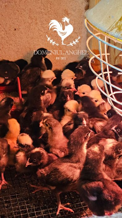 Pui Australorp Negru/Splash/Albastru