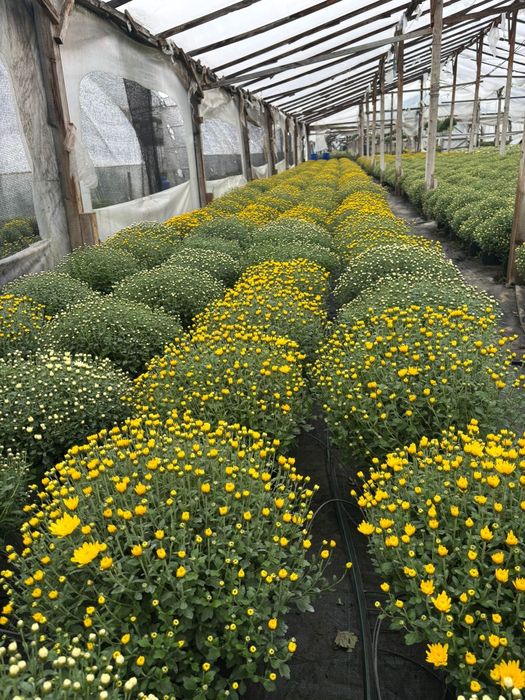 Crizanteme si Panselute