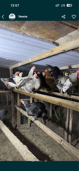 Domashniy tuxumla sotiladi