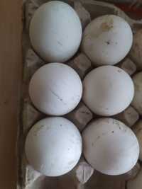 Утиные яйца на инкубацию