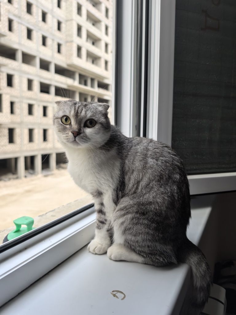 Отдам Добрые руки