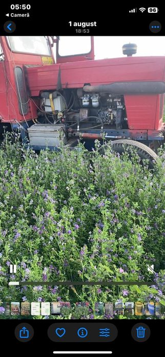 Vand lucerna de talie mare in Arad 15 lei/kg