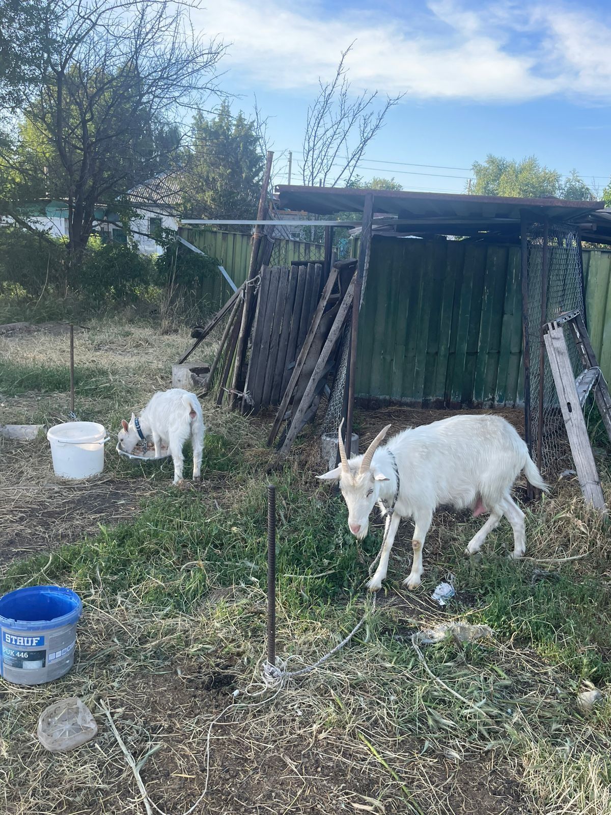 Срочно продам альпийскую козу с козленком
