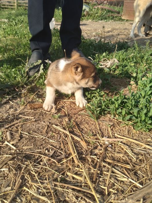 Отдам собаку и щенка