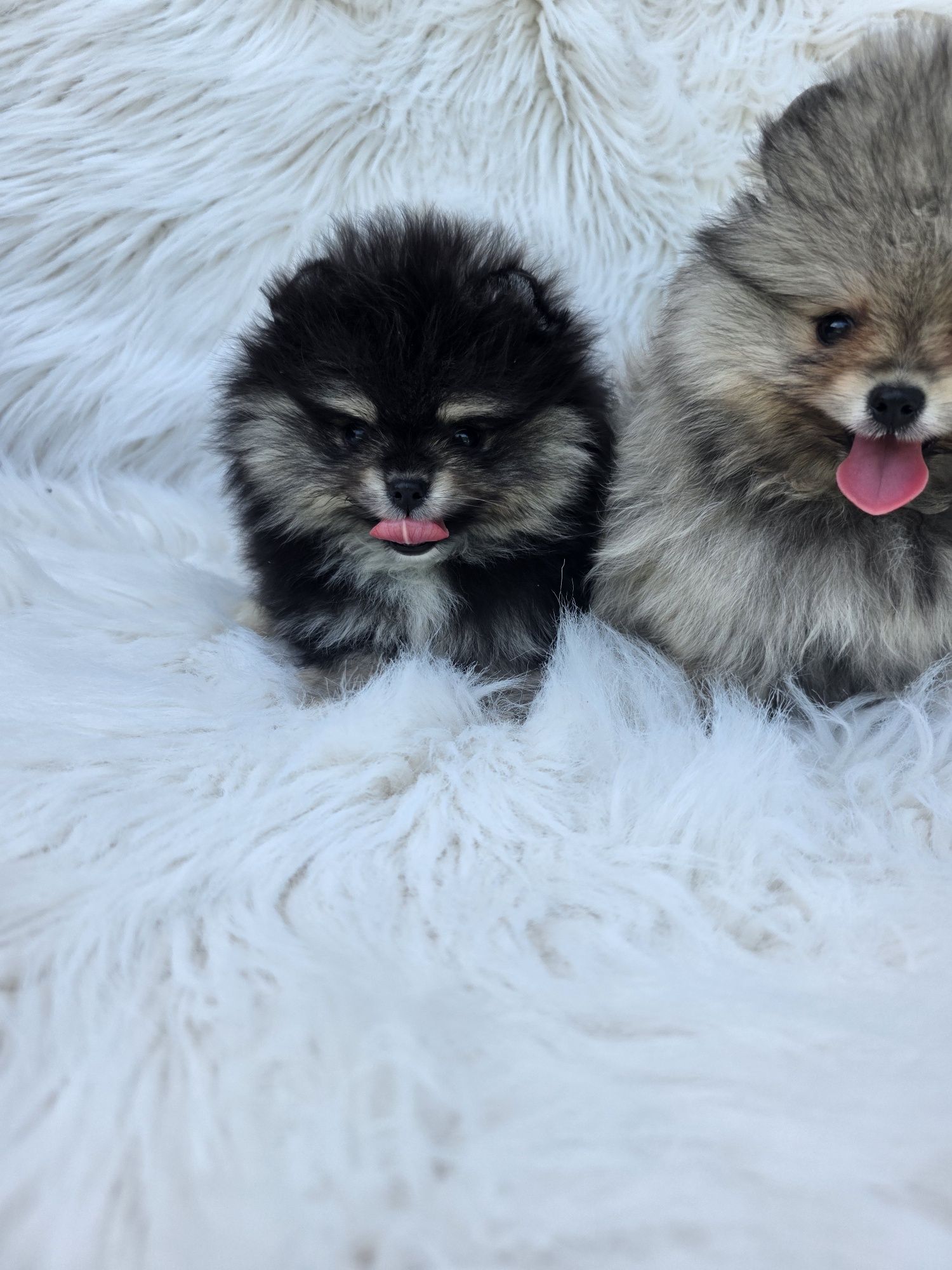 Померан мини /Mini pomeranian/ момичета