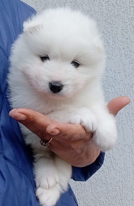 Vand catel samoyed