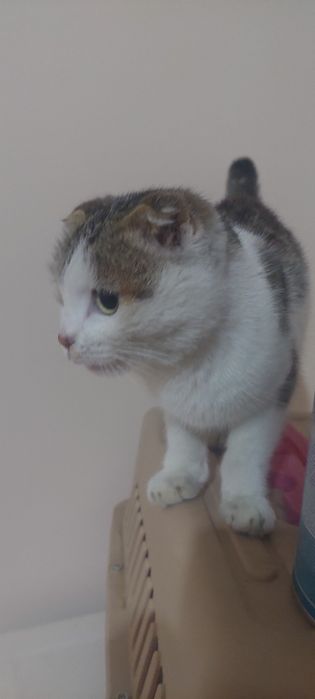 Skottish fold 5 oylik sotiladi