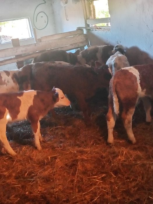 Vand 13 tauras intaracate la 3/ 4 luni