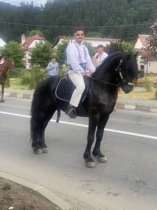 Armăsar , metis frizian de 5 ani
