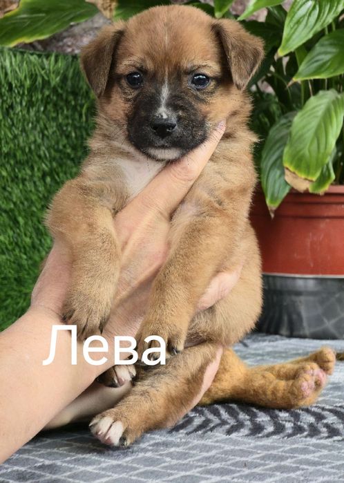 Щенки ищут дом и любящих хозяев